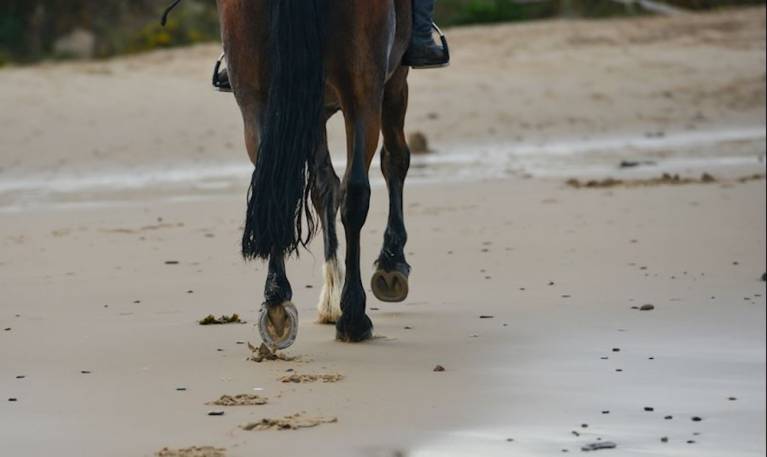 horse on beach