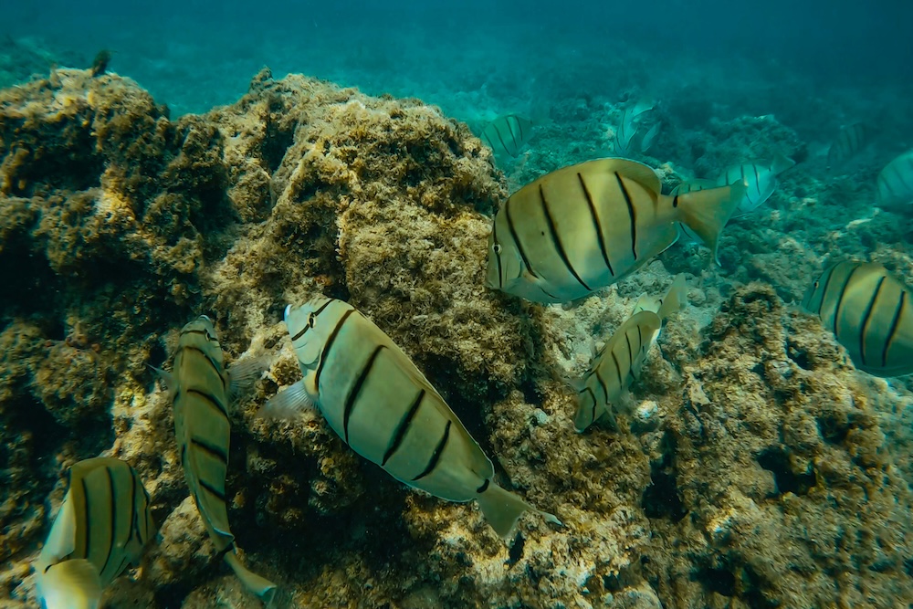 Queen's Beach O'ahu Underwater fish during snorkeling